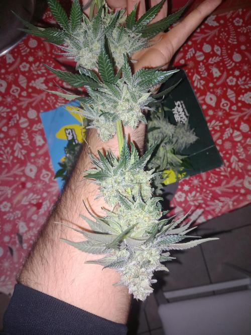 Test reg strains. Week 13