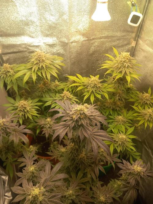 Test reg strains. Week 13 - 3menda 