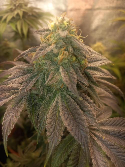 Test reg strains. Week 13