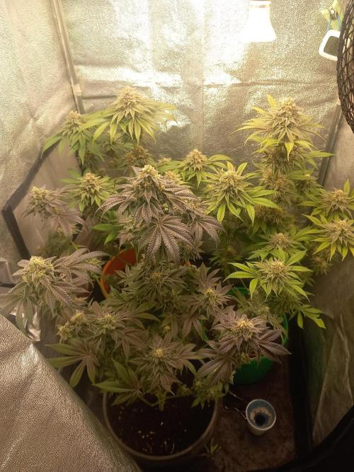 Test reg strains. Week 13