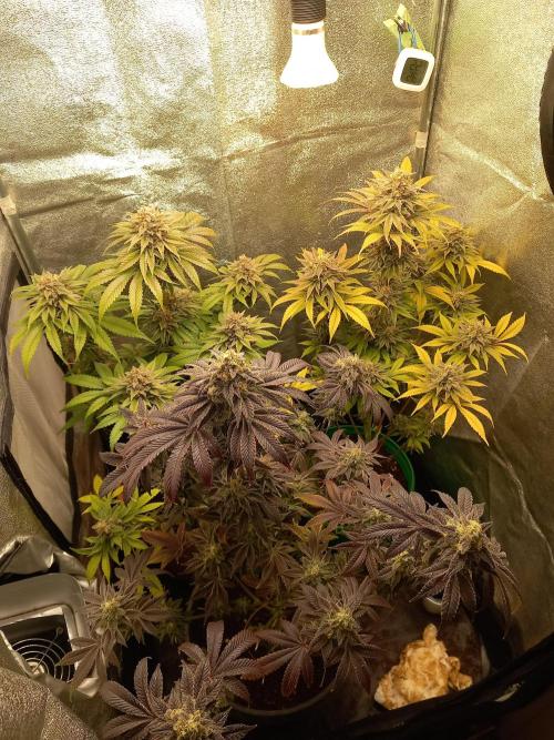 Test reg strains. Week 14