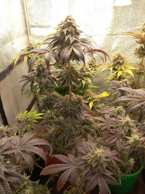 Test reg strains. Week 14