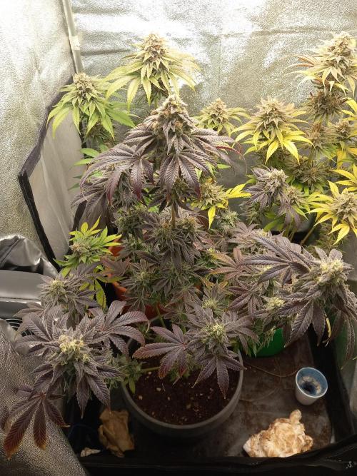 Test reg strains. Week 14