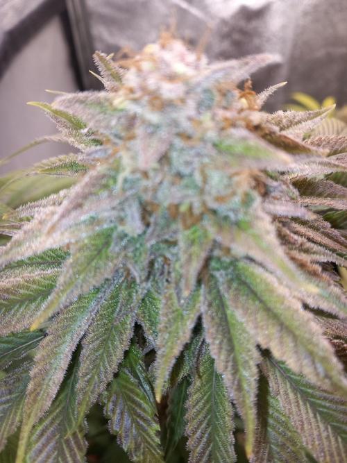 Test reg strains. Week 14