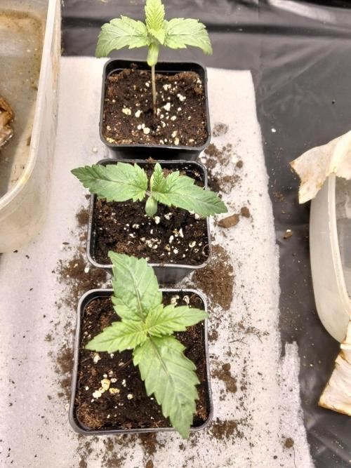 Sun of a peach. Week 1