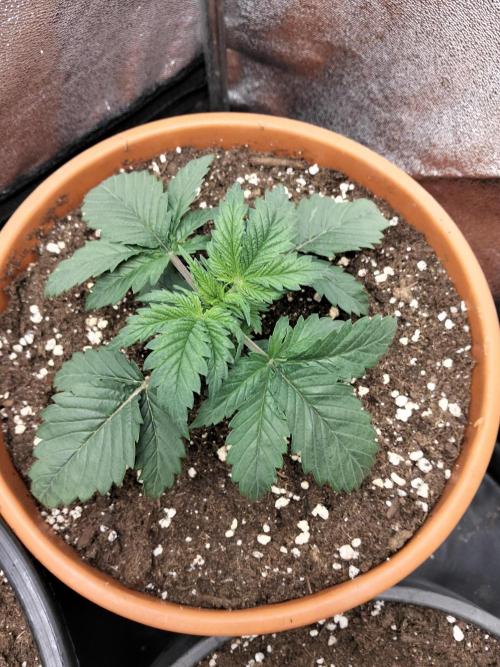 Sun of a peach. Week 2