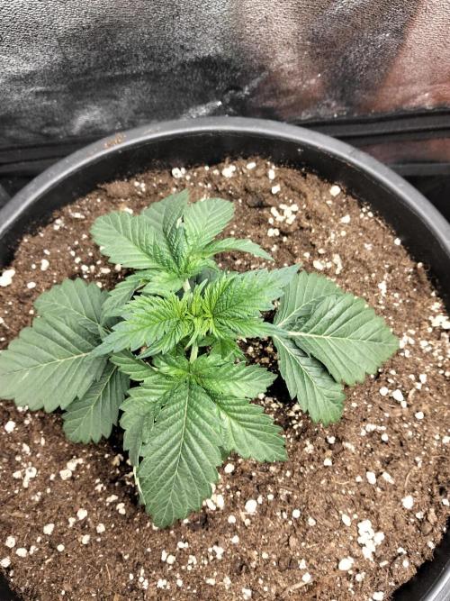 Sun of a peach. Week 2