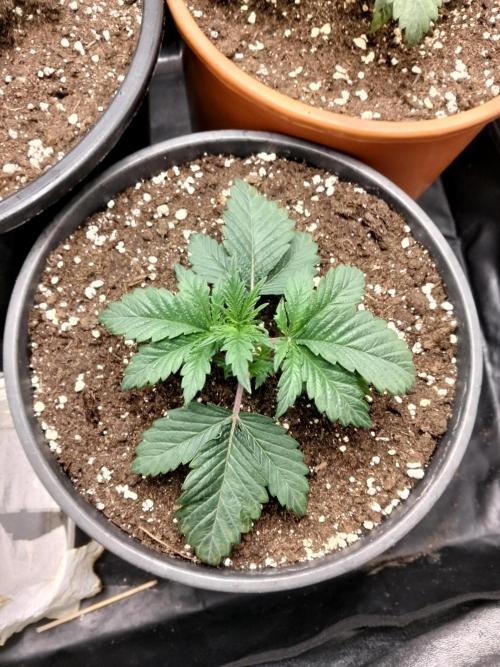 Sun of a peach. Week 2