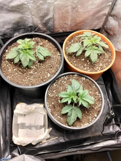 Sun of a peach. Week 2