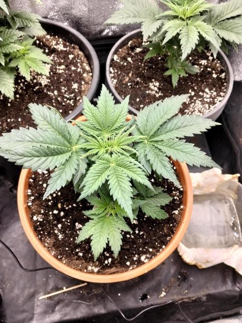 Sun of a peach. Week 3