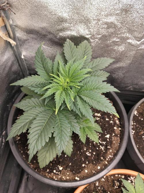 Sun of a peach. Week 3