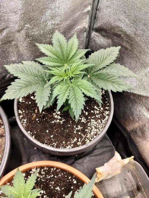 Sun of a peach. Week 3