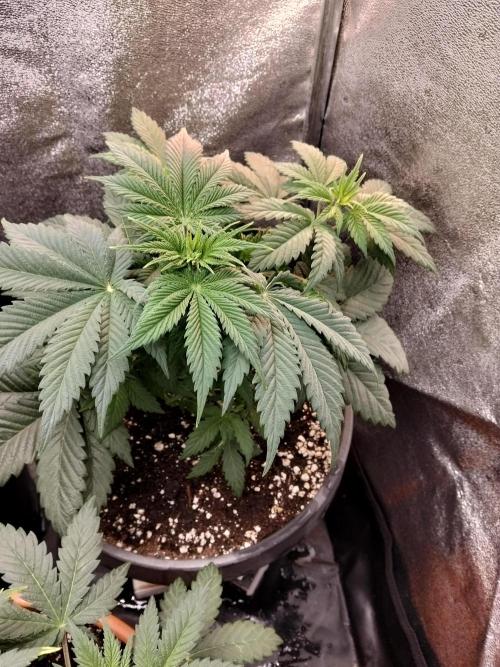 Sun of a peach. Week 4