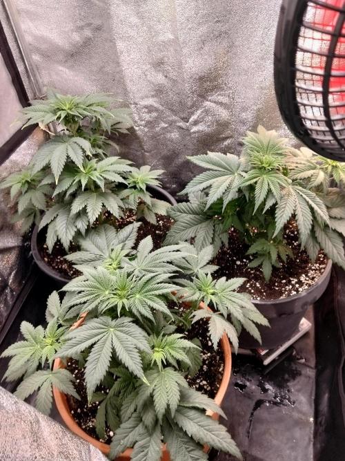 Sun of a peach. Week 4