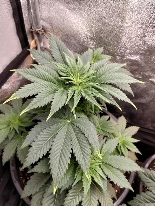 Sun of a peach. Week 4