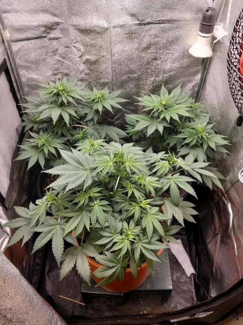 Sun of a peach. Week 5