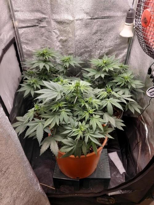 Sun of a peach. Week 5