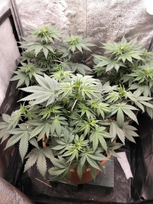 Sun of a peach. Week 5