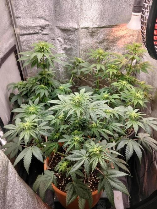 Sun of a peach. Week 6
