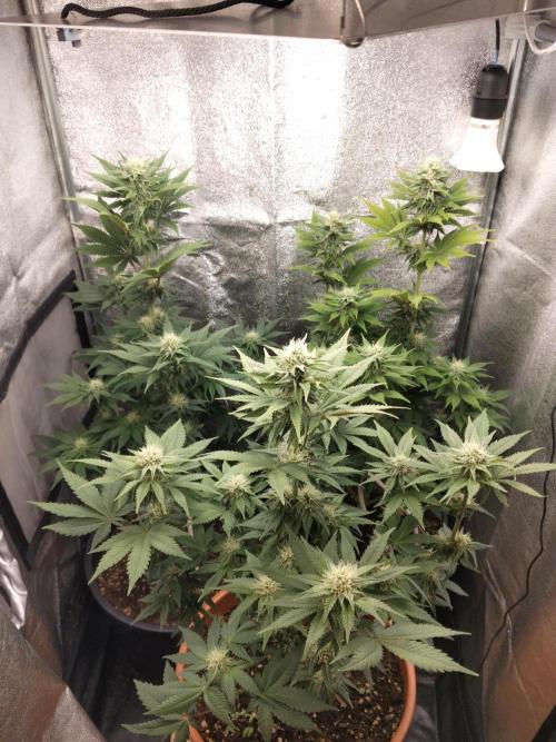Sun of a peach. Week 8