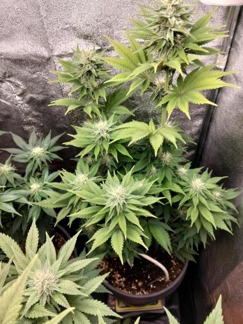 Sun of a peach. Week 8