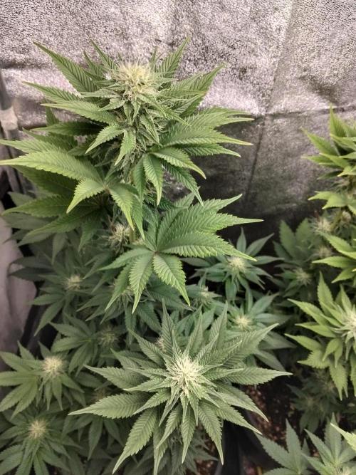 Sun of a peach. Week 8