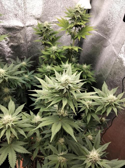 Sun of a peach. Week 8