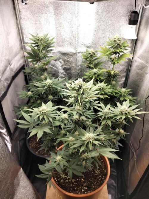 Sun of a peach. Week 8