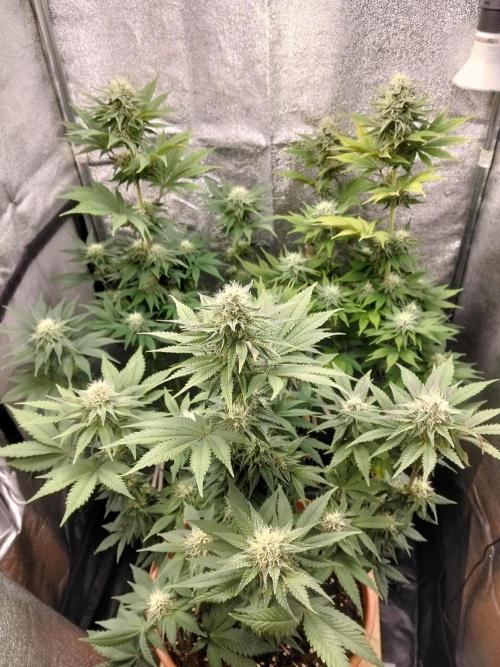Sun of a peach. Week 9