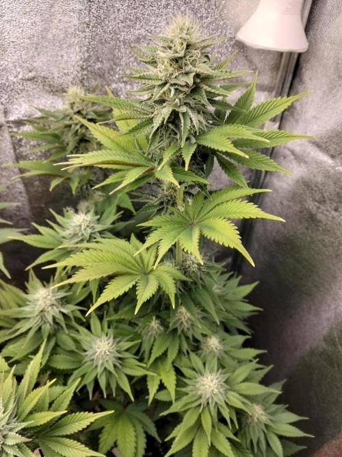 Sun of a peach. Week 9
