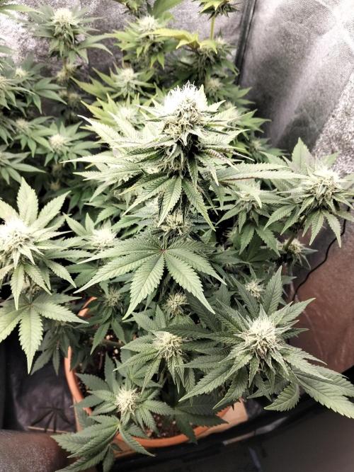 Sun of a peach. Week 9