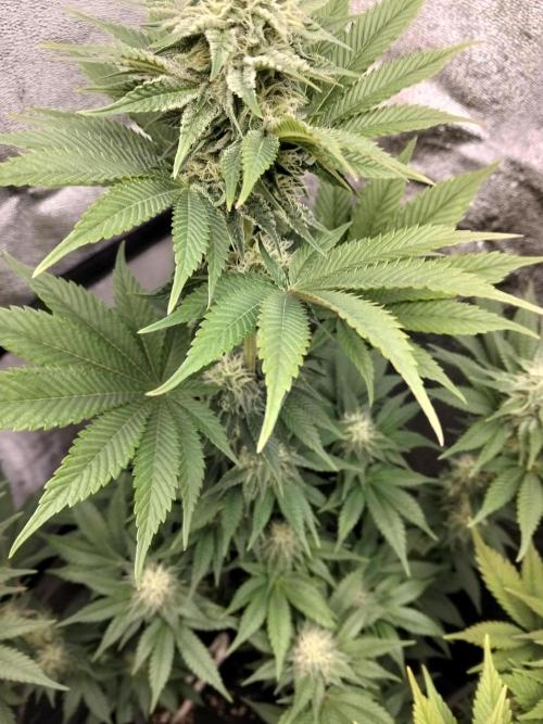 Sun of a peach. Week 9