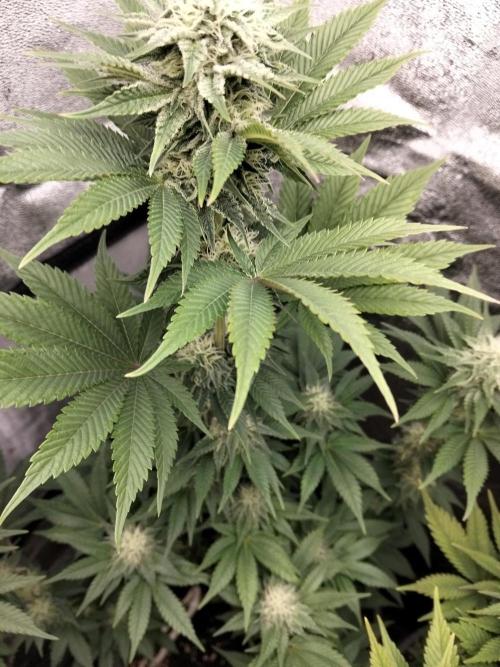 Sun of a peach. Week 9
