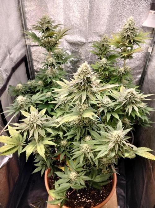 Sun of a peach. Week 10