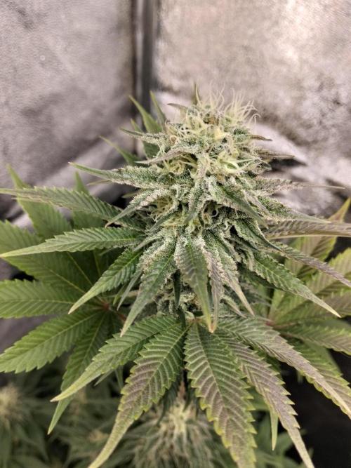 Sun of a peach. Week 10