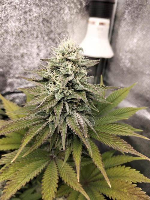 Sun of a peach. Week 10