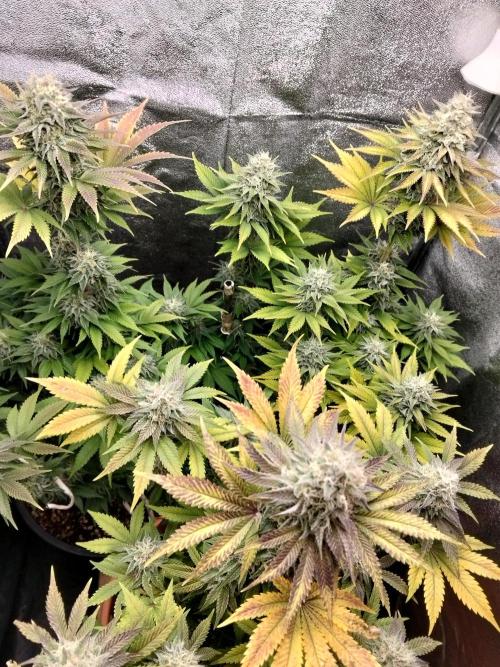 Sun of a peach. Week 11