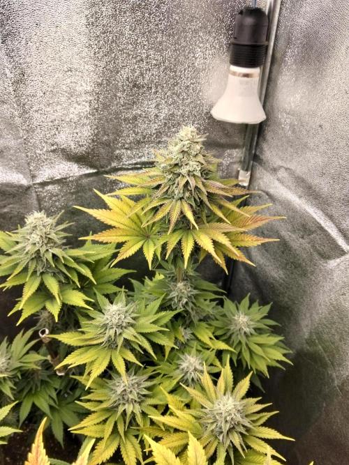 Sun of a peach. Week 11
