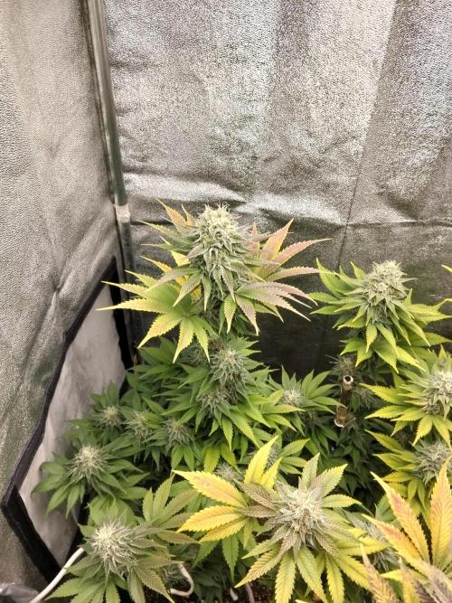 Sun of a peach. Week 11