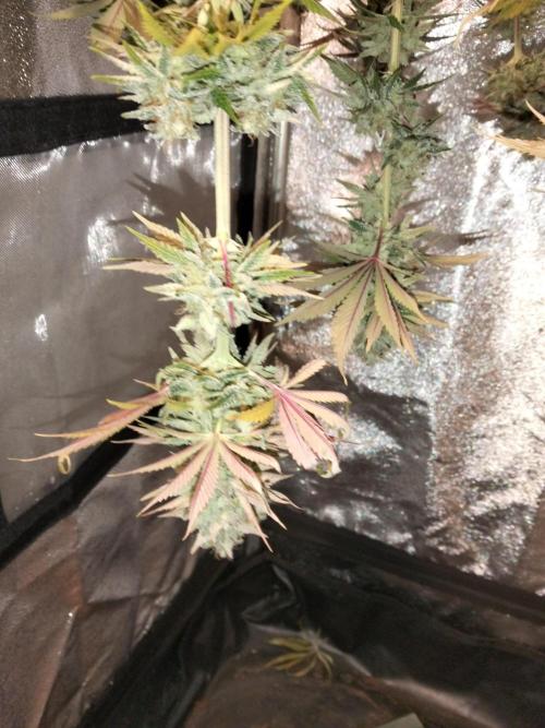Sun of a peach. Week 13