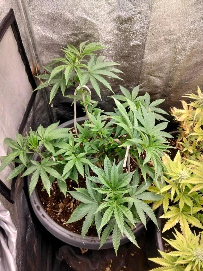 Blue gelato 41. Week 7