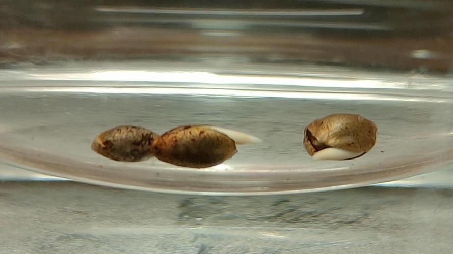 Eternity Grow Cup 2026. Week 0 - Germinating in shot glass