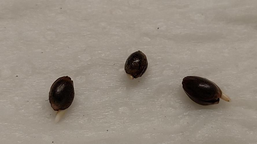 Eternity Grow Cup 2026. Week 0 - Visible tap root showing