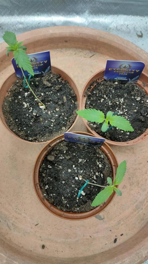 Eternity Grow Cup 2026. Week 1