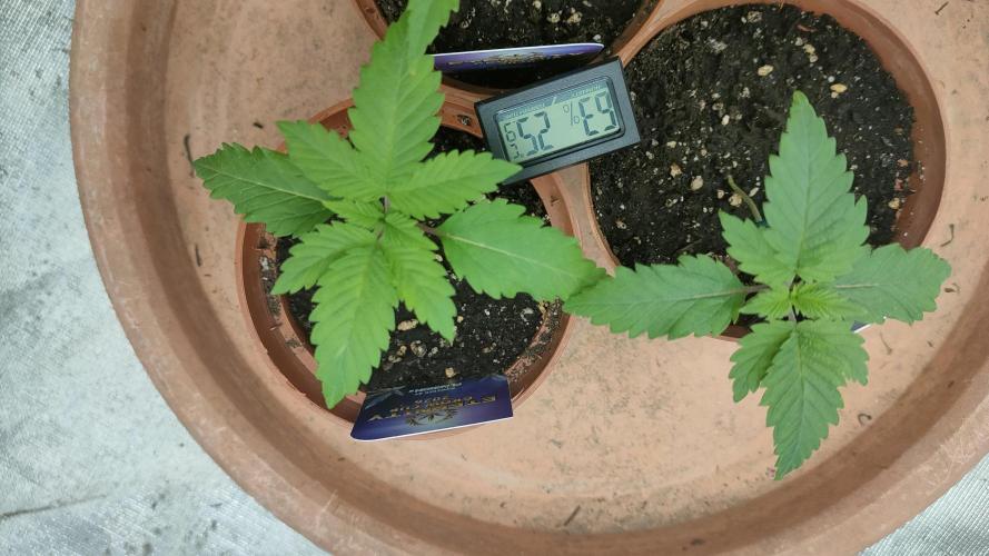 Eternity Grow Cup 2026. Week 2