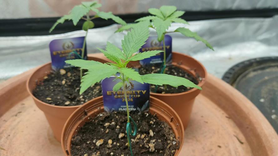 Eternity Grow Cup 2026. Week 2