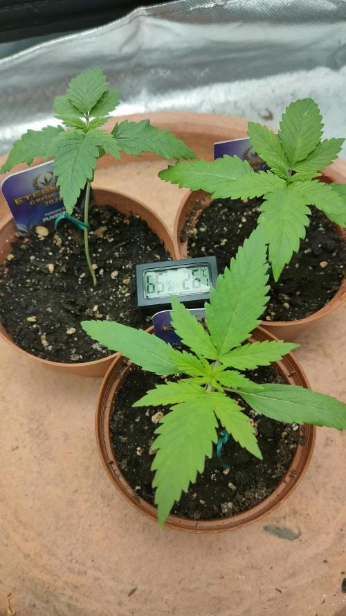 Eternity Grow Cup 2026. Week 2