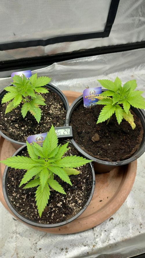 Eternity Grow Cup 2026. Week 3