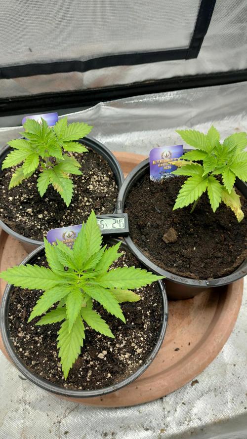 Eternity Grow Cup 2026. Week 3