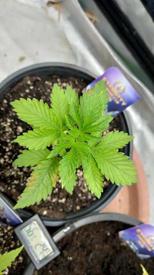 Eternity Grow Cup 2026. Week 3